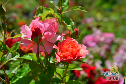 Tequila - Star Roses and Plants
