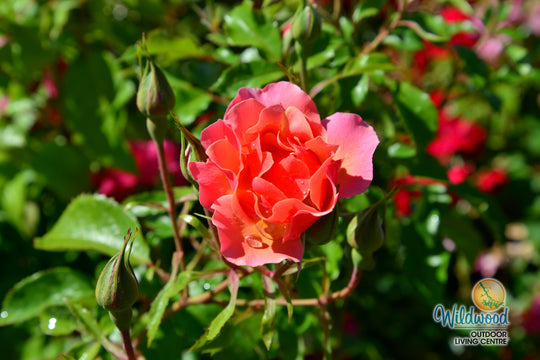 Tequila - Star Roses and Plants