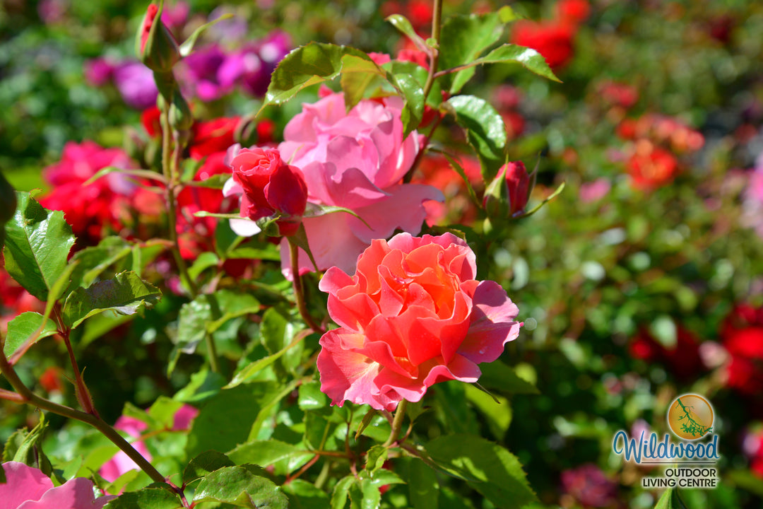 Tequila - Star Roses and Plants
