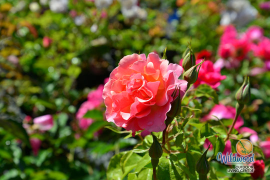 Tequila - Star Roses and Plants