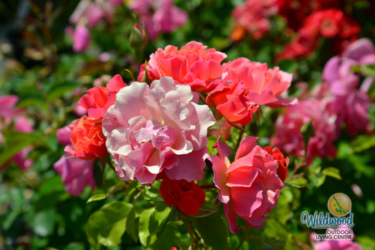 Tequila - Star Roses and Plants