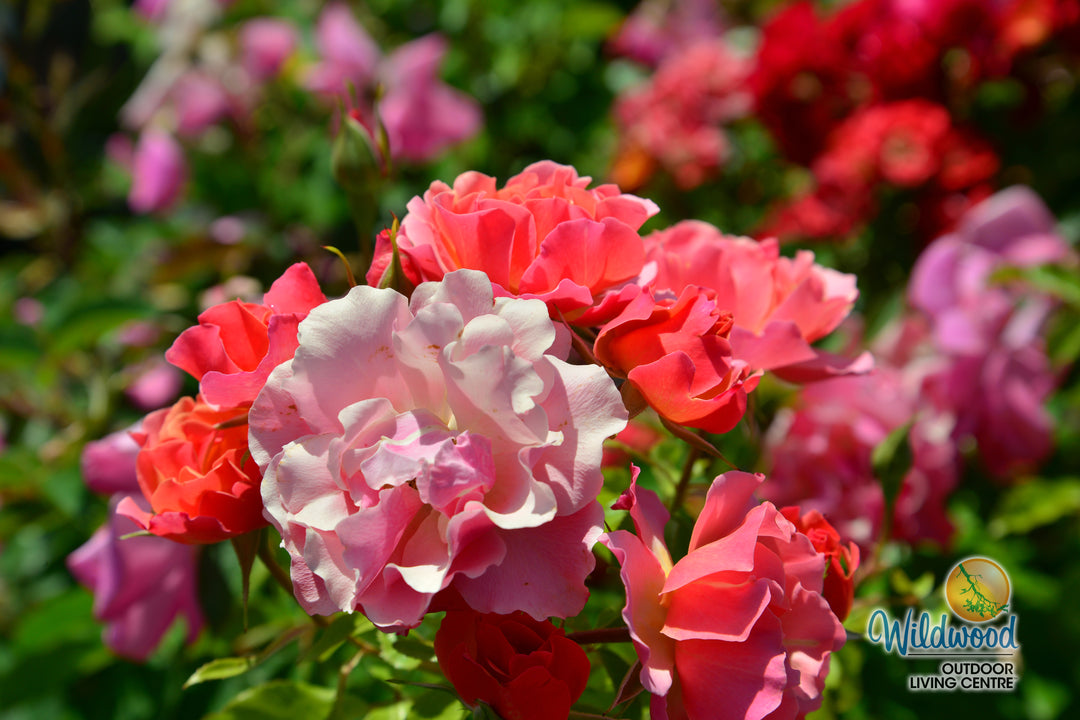 Tequila - Star Roses and Plants