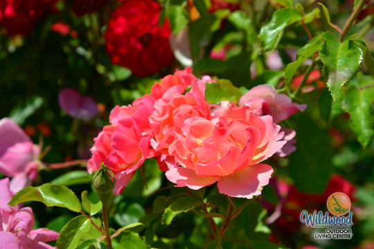 Tequila - Star Roses and Plants