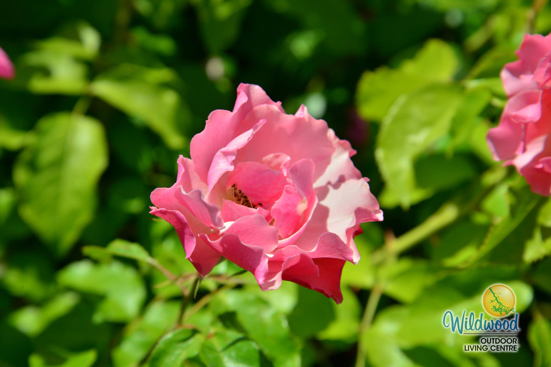 Tequila - Star Roses and Plants