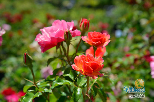 Tequila - Star Roses and Plants