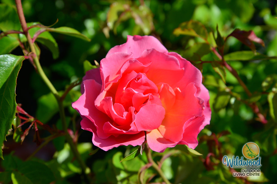 Tequila Supreme - Star Roses and Plants