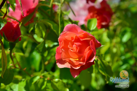 Tequila Supreme - Star Roses and Plants
