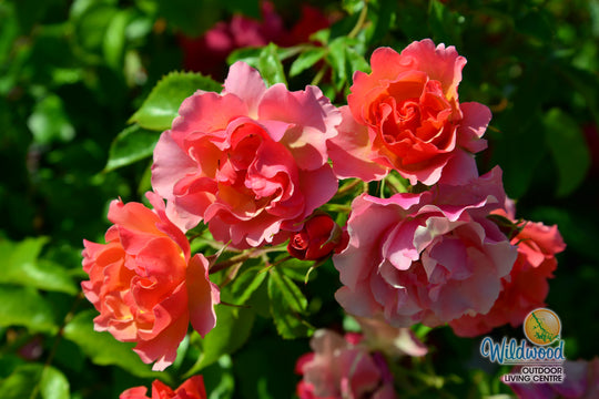 Tequila Supreme - Star Roses and Plants