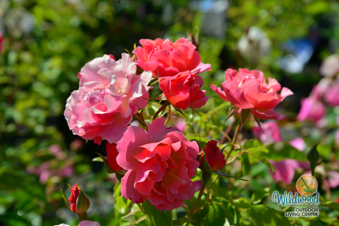 Tequila Supreme - Star Roses and Plants