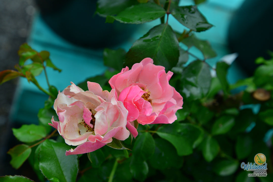 Tequila Supreme - Star Roses and Plants