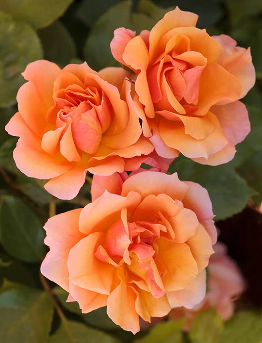 Tequila - Star Roses and Plants