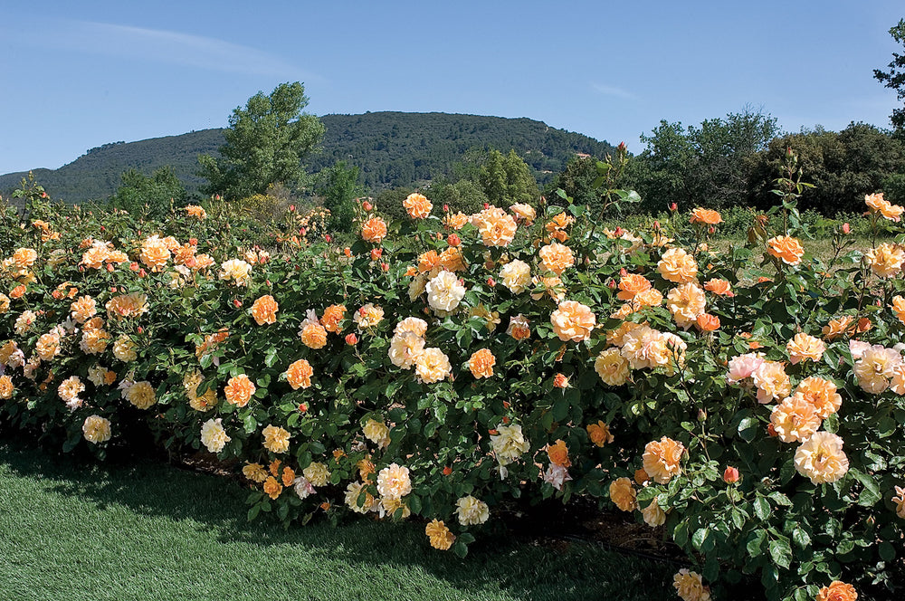 Tequila - Star Roses and Plants