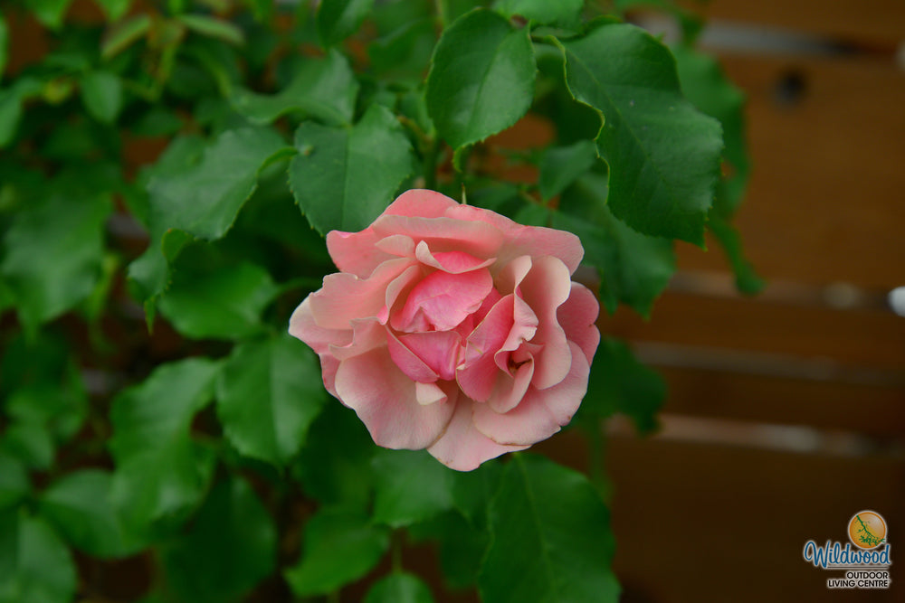 Tequila Supreme - Star Roses and Plants
