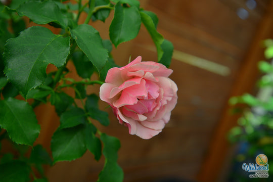 Tequila Supreme - Star Roses and Plants