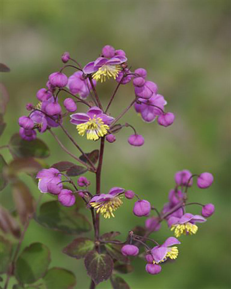 Thalictrum - Rochebrunianum, 1 Pack