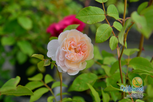 The Albrighton Rambler - David Austin Rose