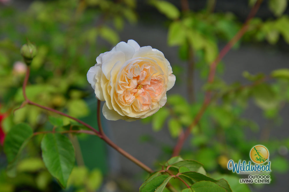 The Albrighton Rambler - David Austin Rose