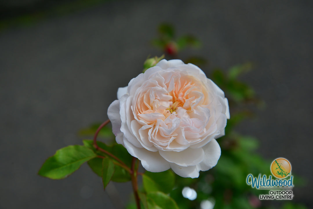 The Albrighton Rambler - David Austin Rose