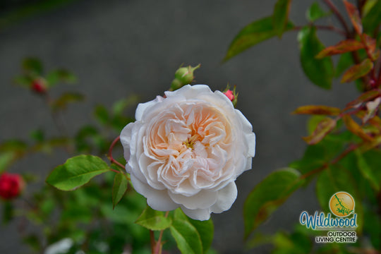 The Albrighton Rambler - David Austin Rose