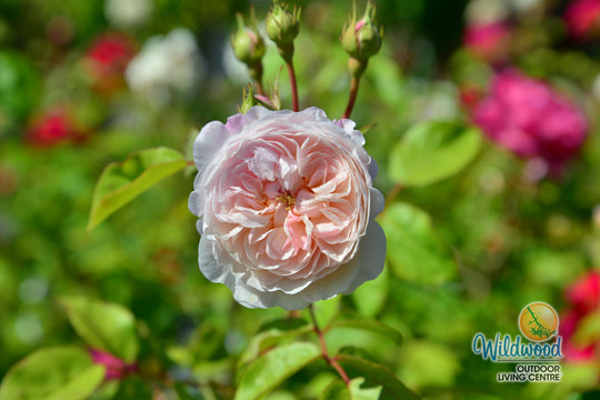 The Albrighton Rambler - David Austin Rose