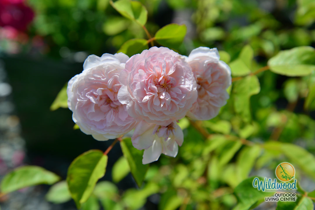 The Albrighton Rambler - David Austin Rose