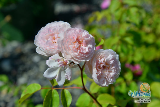 The Albrighton Rambler - David Austin Rose