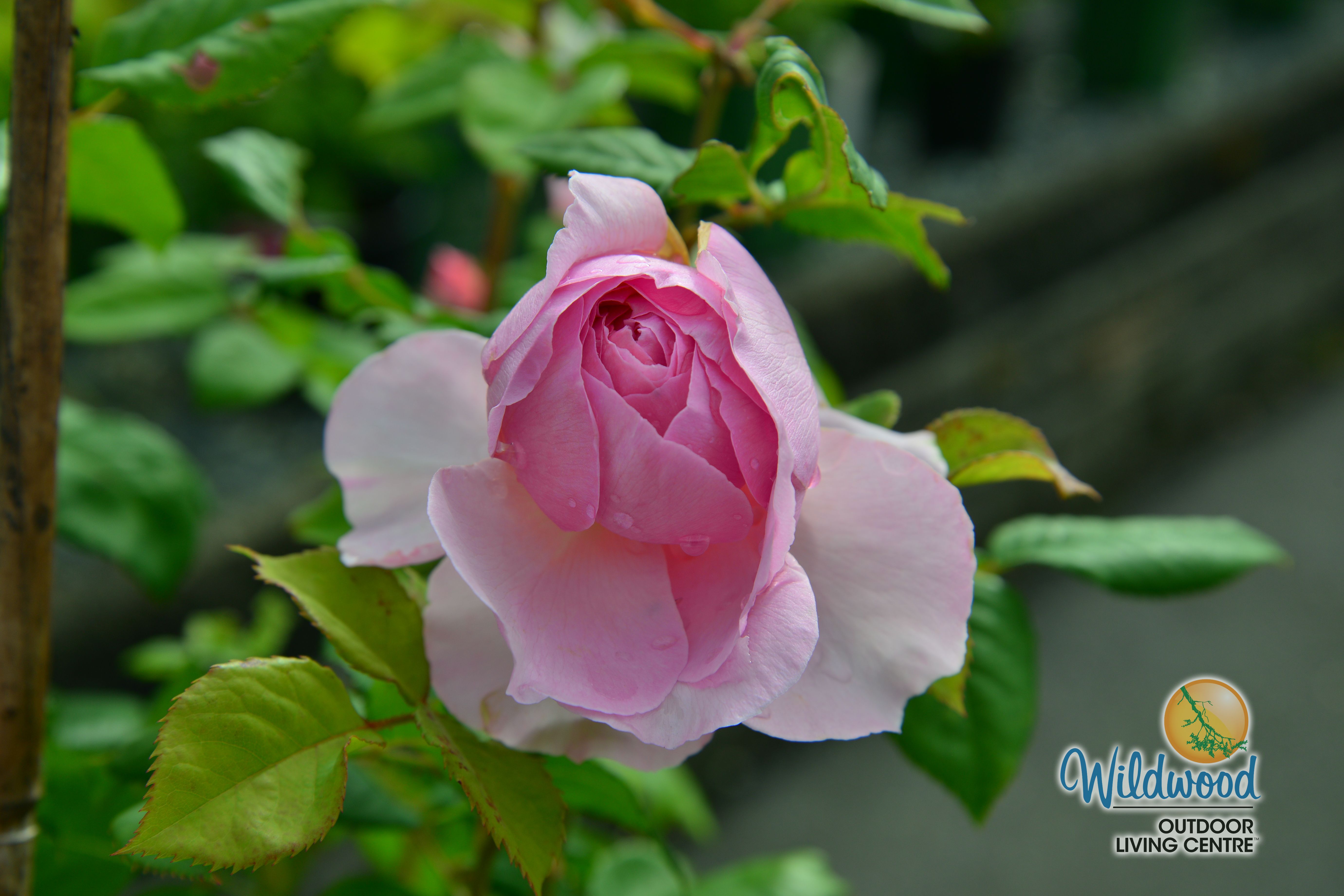 The Ancient Mariner | Shrub | David Austin Rose – Wildwood Outdoor