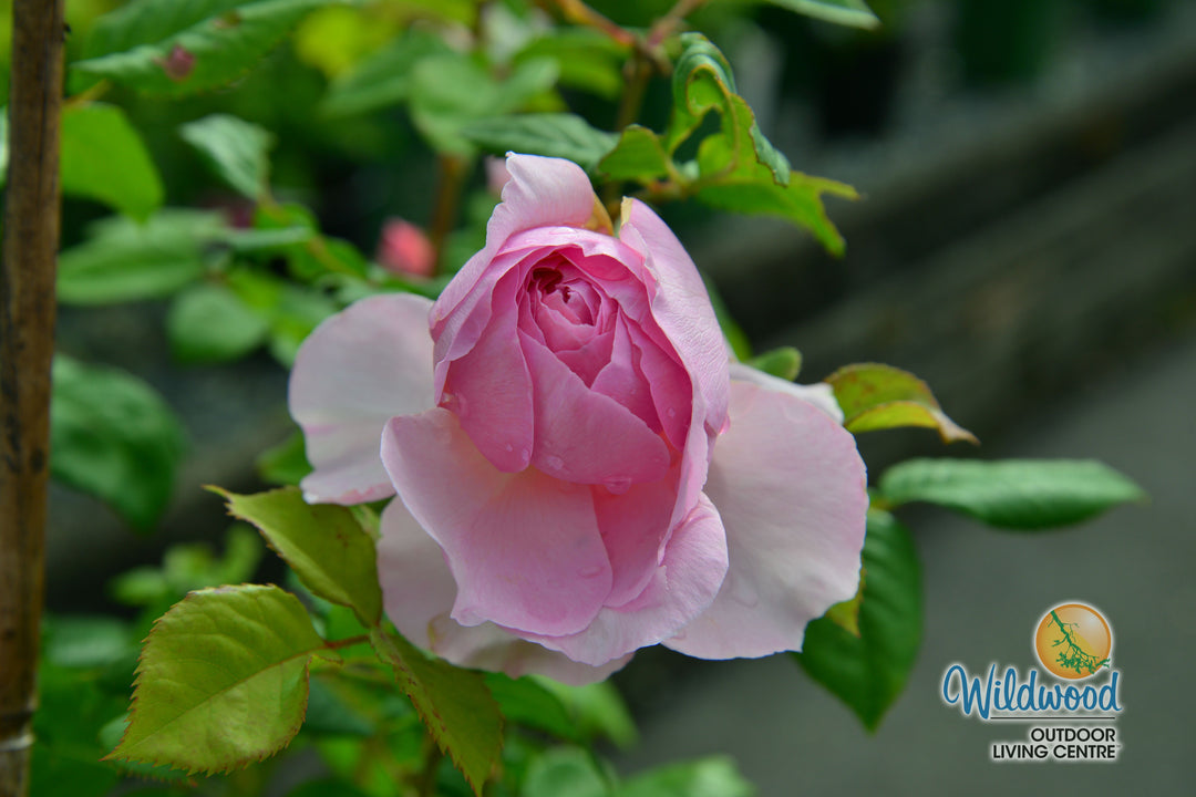 The Ancient Mariner - David Austin Rose