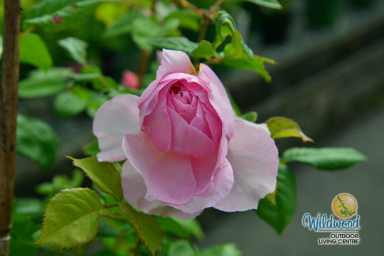 The Ancient Mariner - David Austin Rose