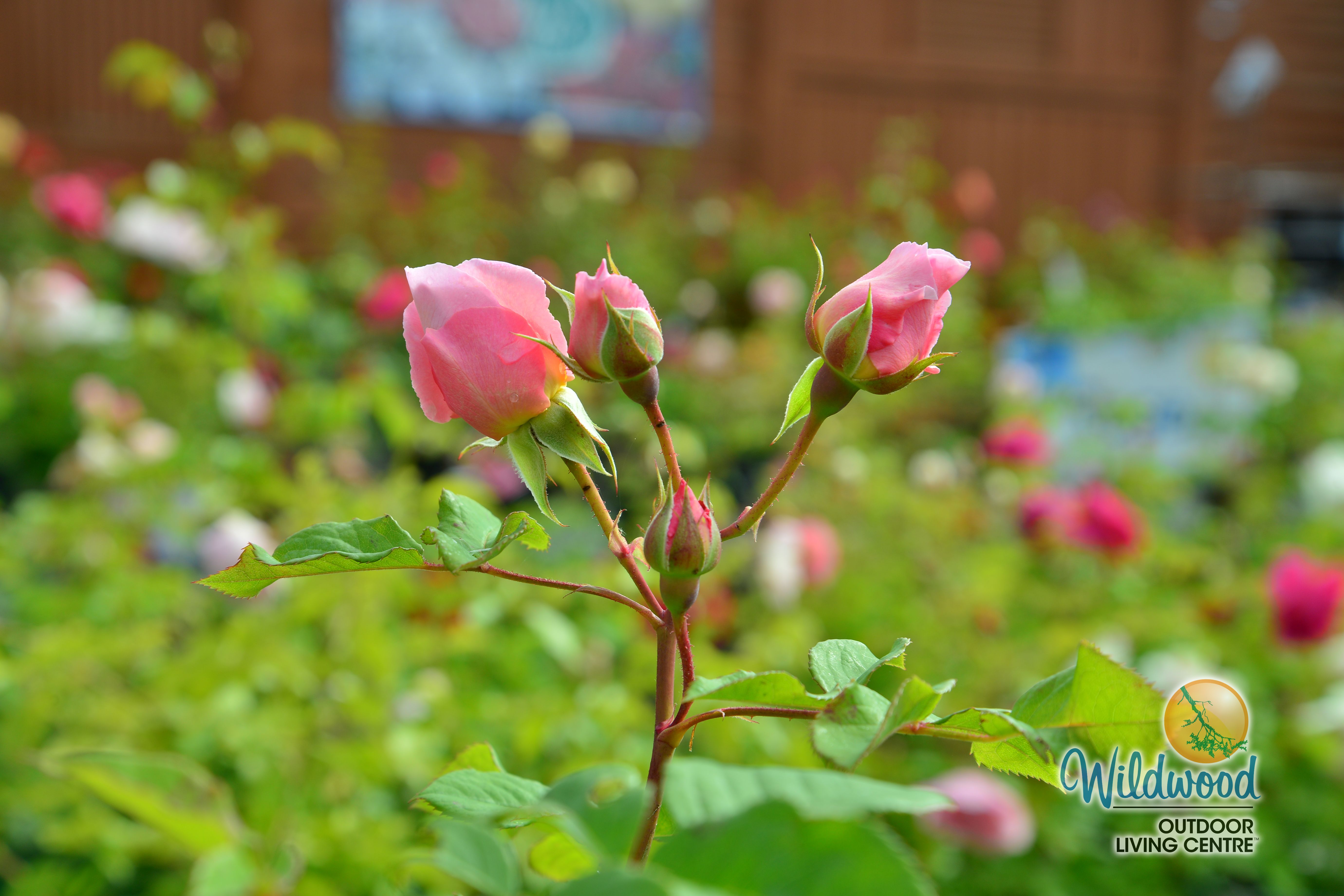 The Ancient Mariner | Shrub | David Austin Rose – Wildwood Outdoor