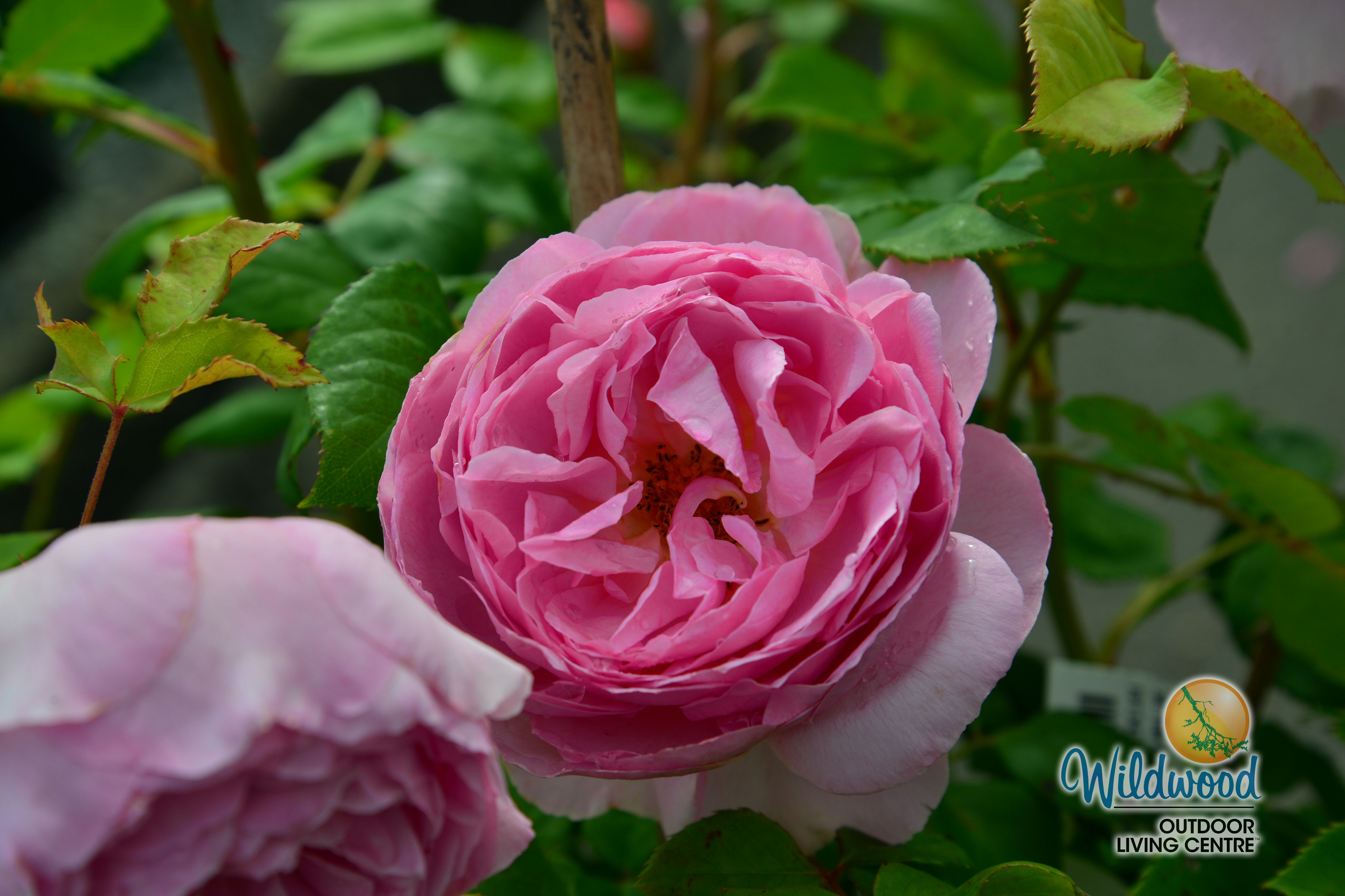 The Ancient Mariner | Shrub | David Austin Rose – Wildwood Outdoor