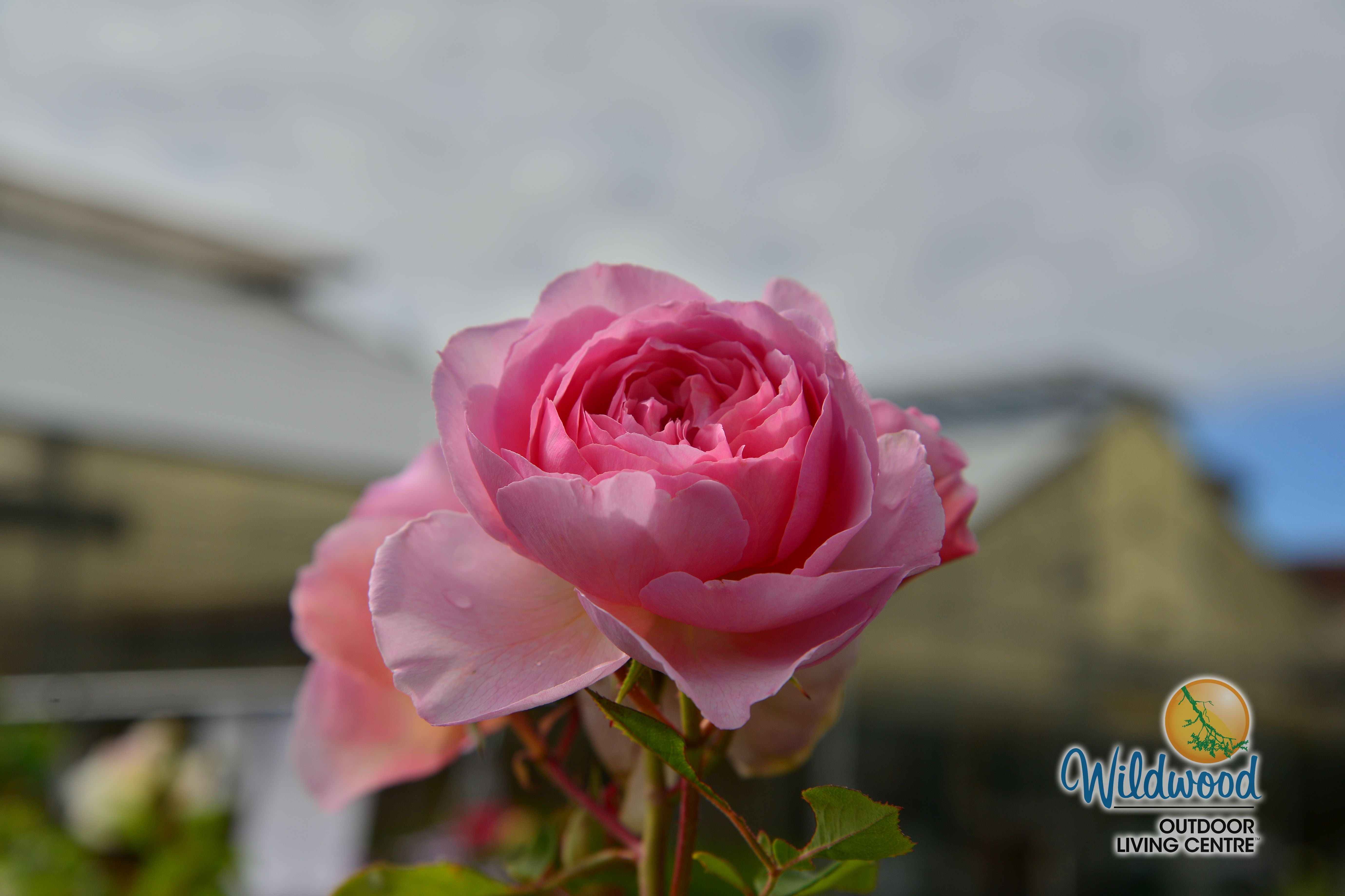 The Ancient Mariner | Shrub | David Austin Rose – Wildwood Outdoor