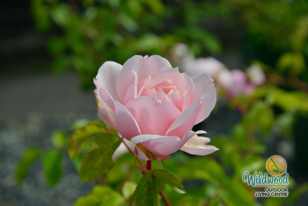 The Generous Gardener - David Austin Rose