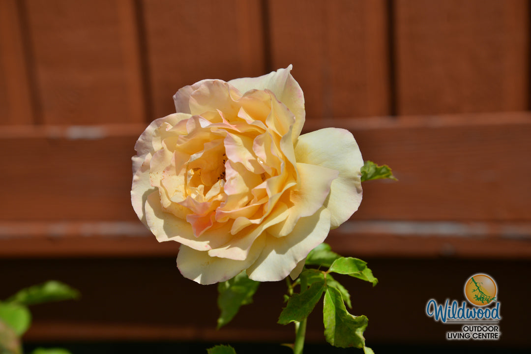 Golden Opportunity - Weeks Rose