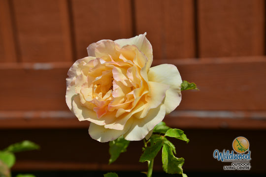 Golden Opportunity - Weeks Rose
