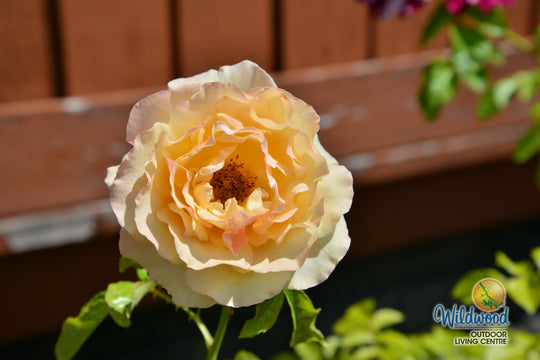 Golden Opportunity - Weeks Rose