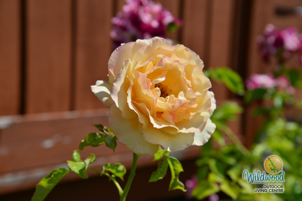 Golden Opportunity - Weeks Rose