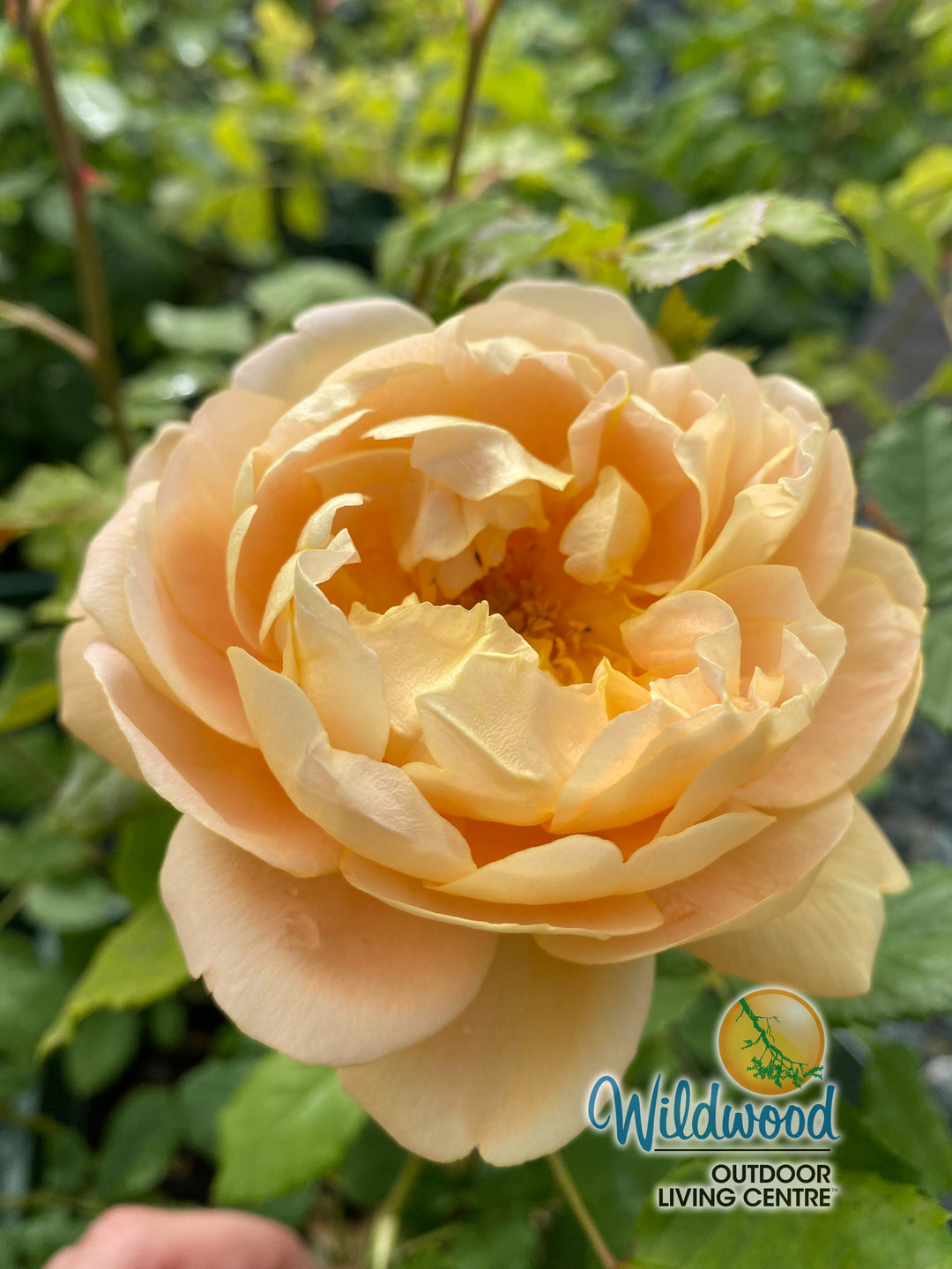 The Lady Gardener - David Austin Rose