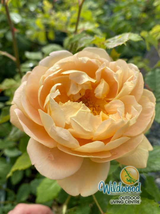 The Lady Gardener - David Austin Rose