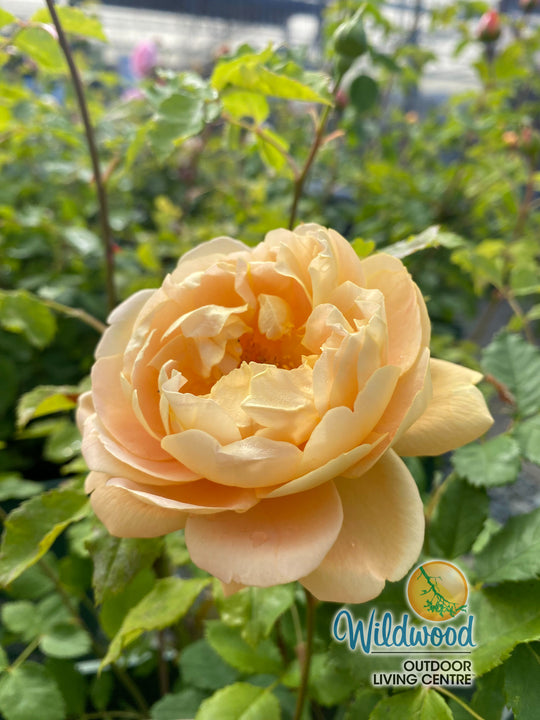 The Lady Gardener - David Austin Rose
