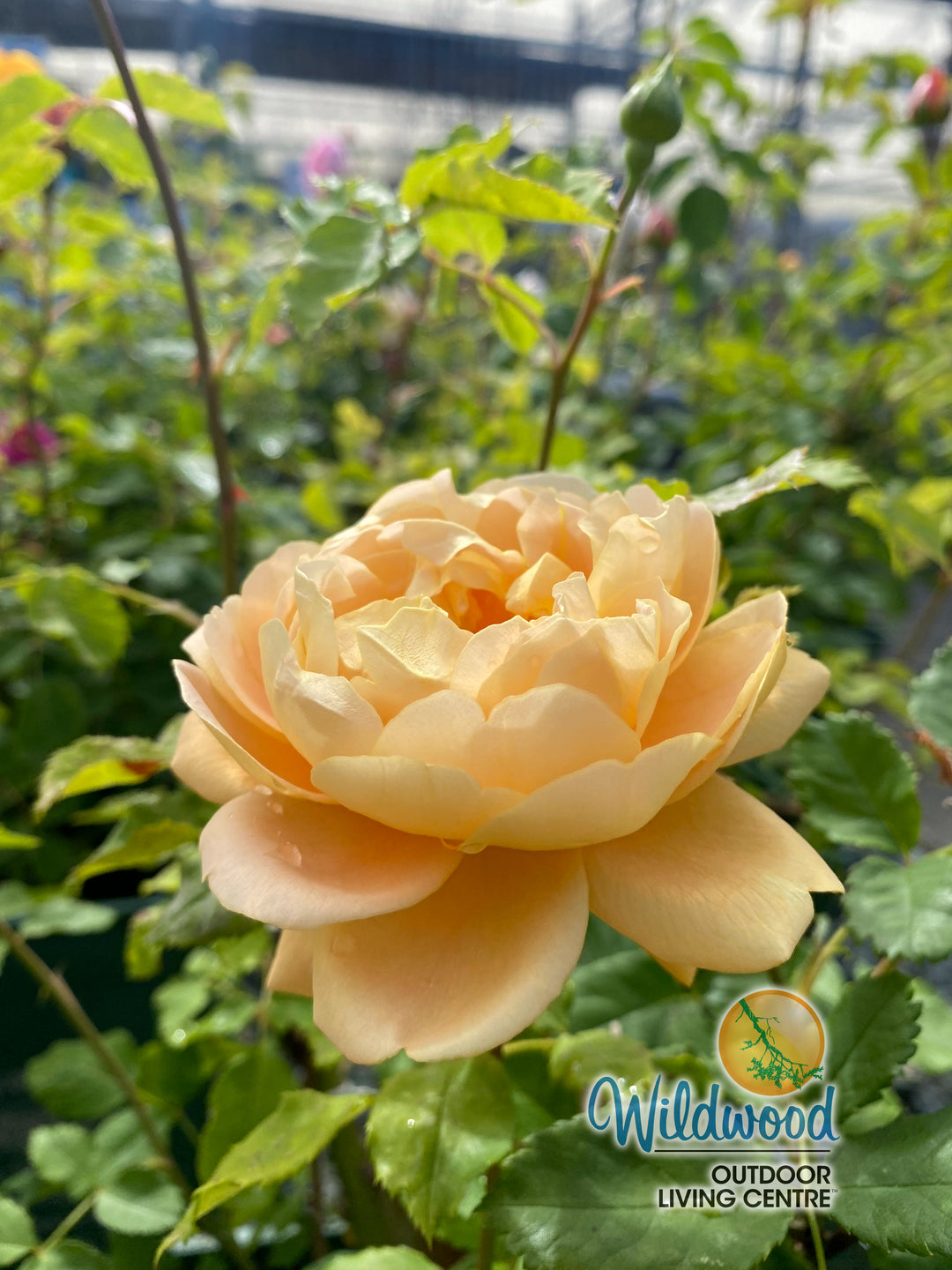 The Lady Gardener - David Austin Rose