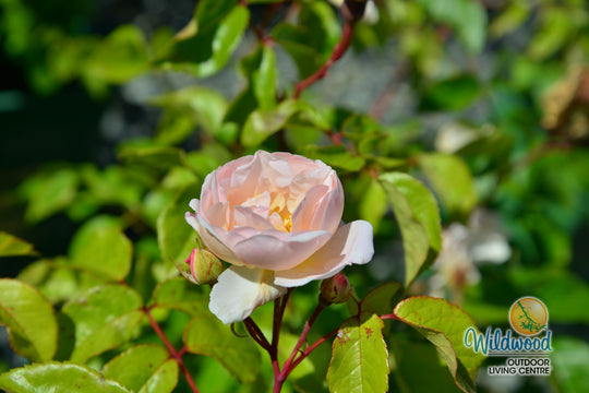 The Lady of the Lake - David Austin Rose