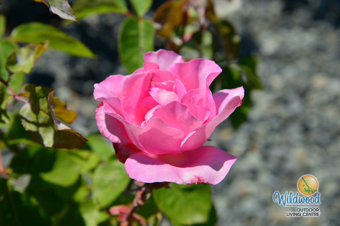 The McCartney Rose™ - Star Roses and Plants