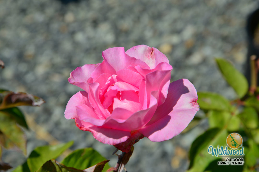 The McCartney Rose™ - Star Roses and Plants