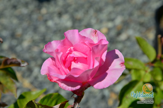 The McCartney Rose™ - Star Roses and Plants