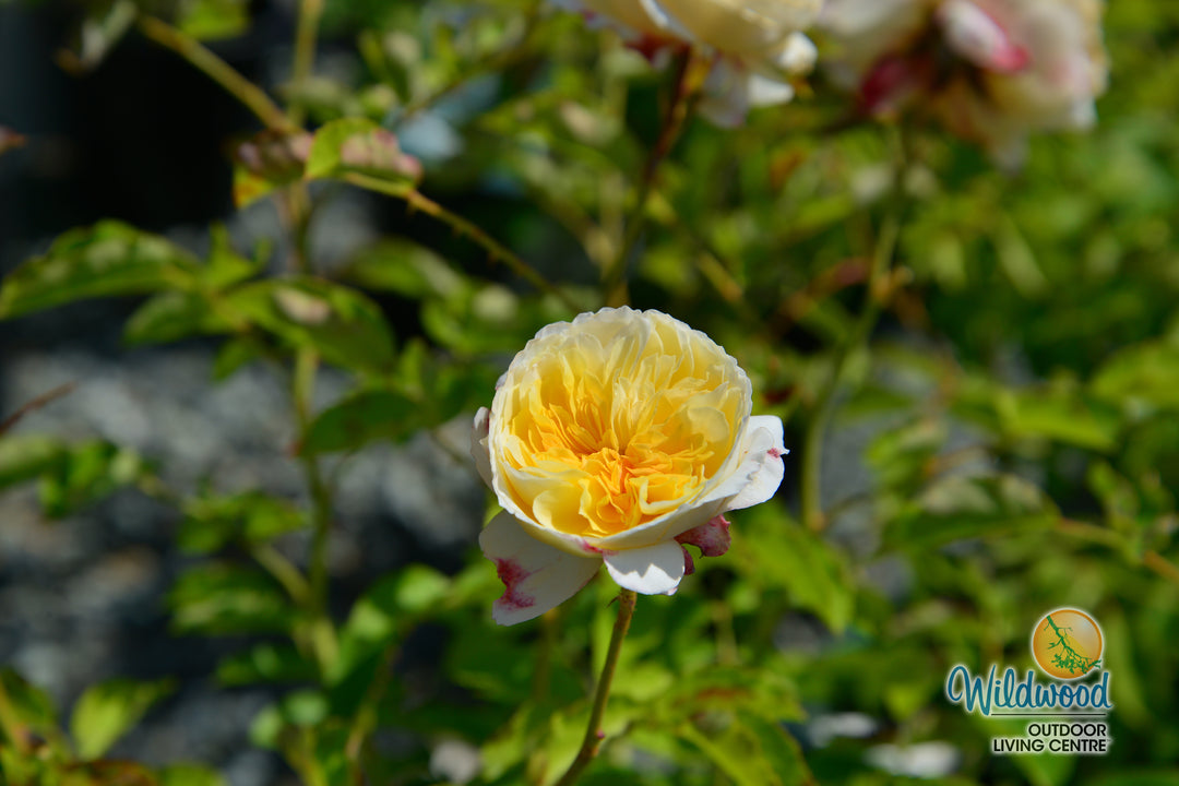 The Pilgrim - David Austin Rose