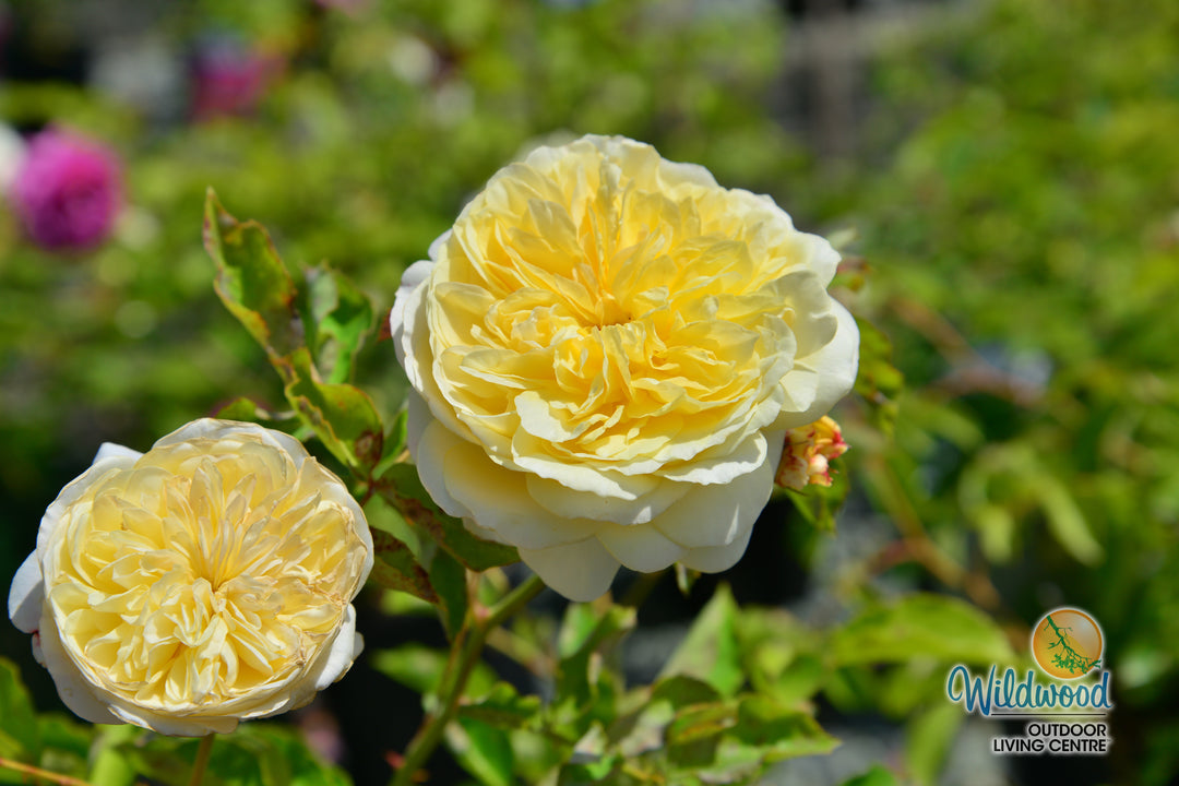 The Pilgrim - David Austin Rose
