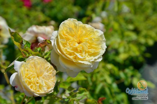 The Pilgrim - David Austin Rose