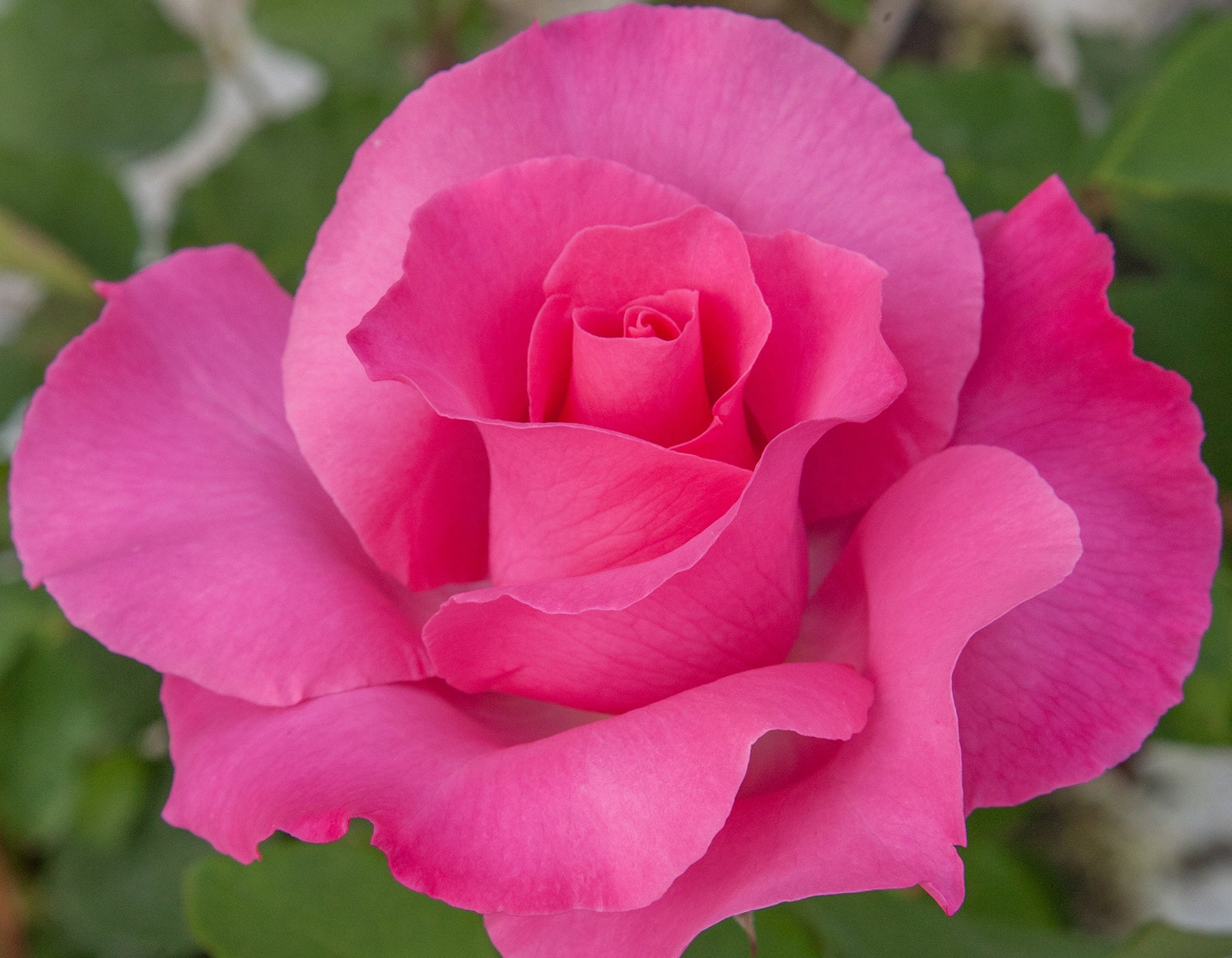 *+:•*∴:♡ ♥ローズ♡ ✰࿐⋆* The McCartney Rose™ - Star Roses and Plants – Wildwood Outdoor Living