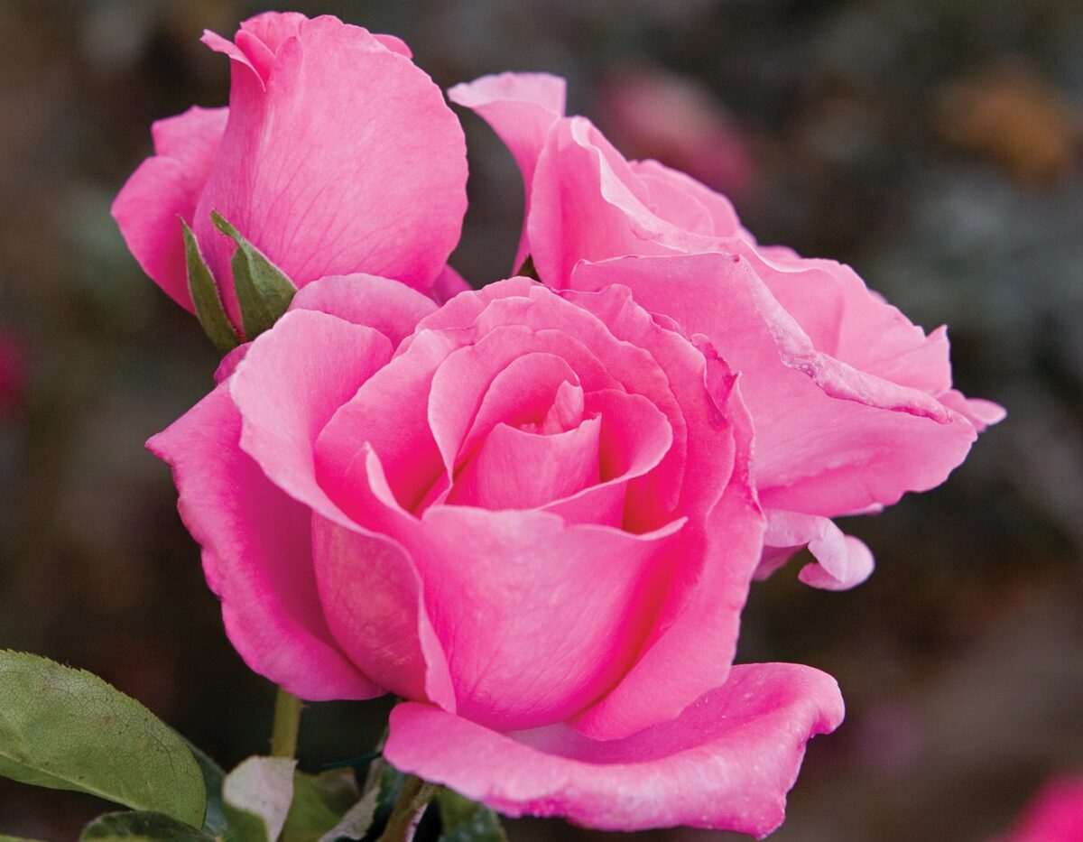 The McCartney Rose™ - Star Roses and Plants – Wildwood Outdoor Living
